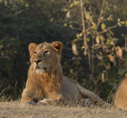 3D Gir National Park