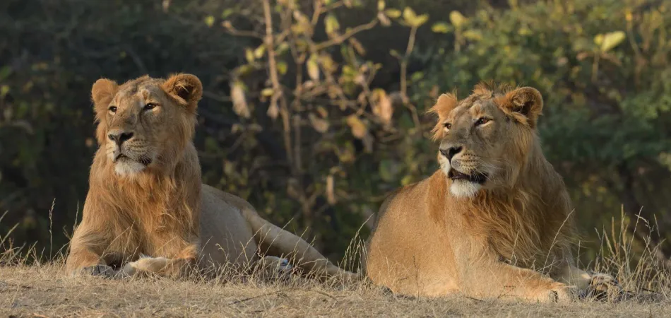 3D Gir National Park